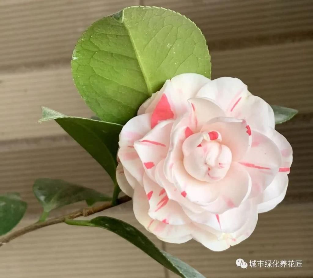  「盆土」茶花掉叶又枯新芽，用错盆土是祸端，透气养根是重点