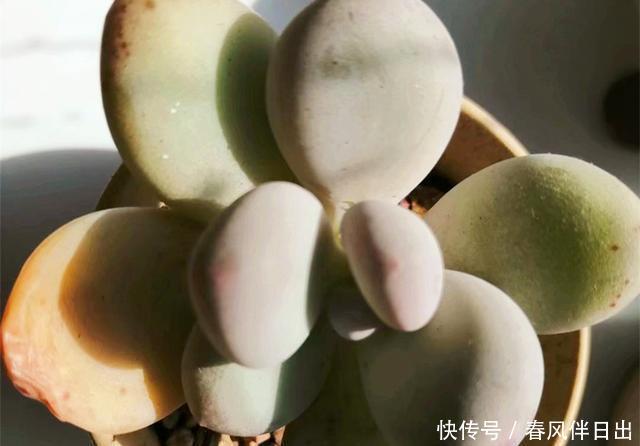 『柔美』窗台党养多肉,满足5个条件,更容易养出果冻色,柔美可人