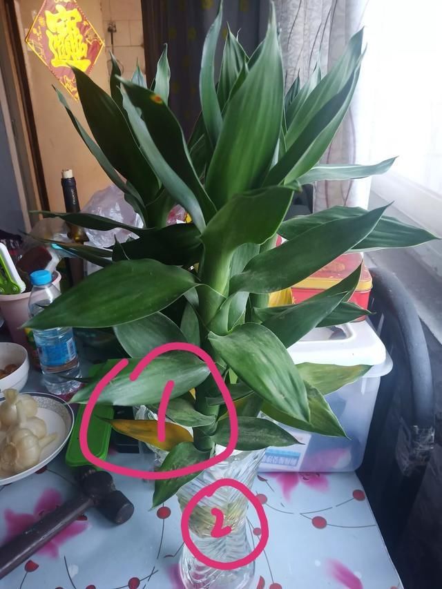  要素：水培富贵竹快速长新根不黄叶的3要素，春季难生根主要难满足第1点