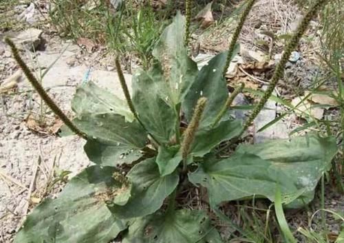  『庄稼』“1种草”在农田里，常被除掉，挖2棵当盆栽，比“庄稼”有价值！