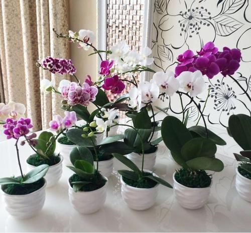  『调整』家养蝴蝶兰，“十二分细心”调整，花苞一起爆，齐刷刷，花满枝