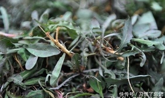 这种野菜被称“败火王”，市场卖价几十元，农民挖它像“挖钱”