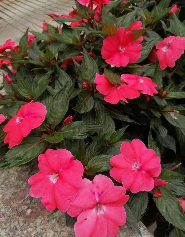  #万物#酸咪草凤仙花桂花果，有他们在的地区，万物皆满春！