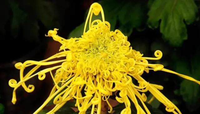  「能力」4种花自带“财气”，聚财能力堪称一流，有钱人都养了一盆！