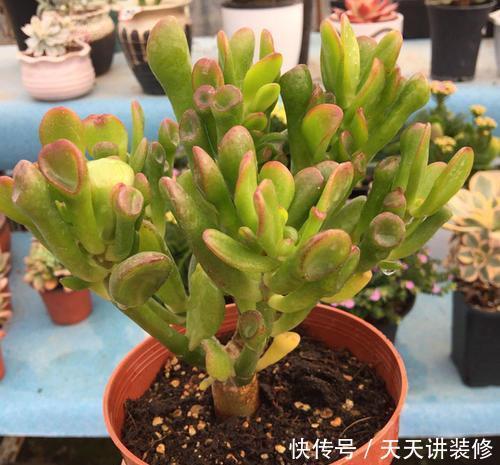 「家里」3种多肉植物,养在家里,旺财寓意好,值得拥有!