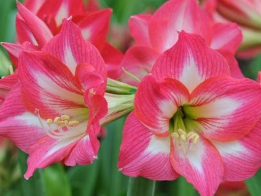 『朱顶红』养花养个“美艳”的,花色鲜艳亮丽,枝叶繁茂旺盛,枝叶青翠欲滴