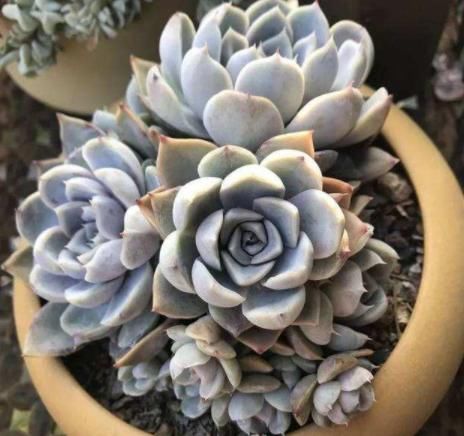  『肉界』5种“爱爆崽”的多肉，多肉界“超生游击队”，“粗养”生出一窝