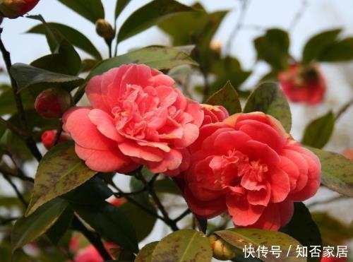 技巧:要想茶花长得好,学会4个技巧,解决缓苗难题,花期延长香持久