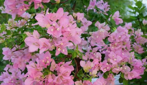  「生病」三角梅开花以后，花瓣边缘发白是生病了吗？晒太阳姿势不对是首因