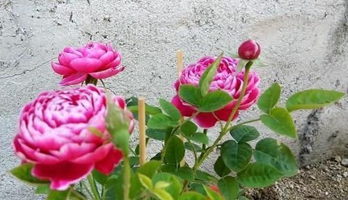  漂亮：李小姐在小院养“1种花”，花期长达300天，“奇特”漂亮人人夸