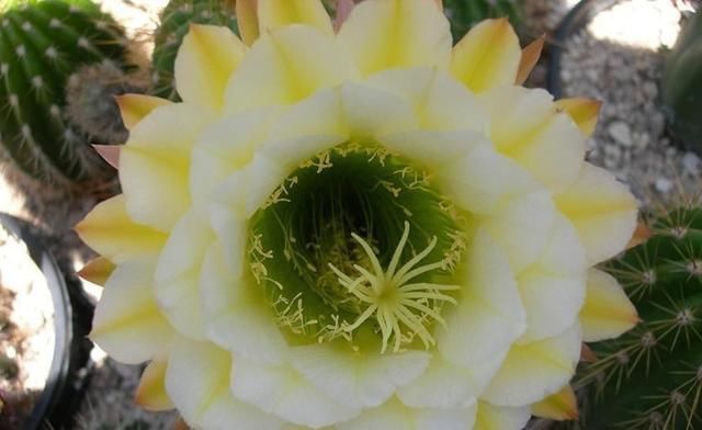 『毛花柱』种一盆最会开花的仙人球,不仅开花惊艳,还香气怡人
