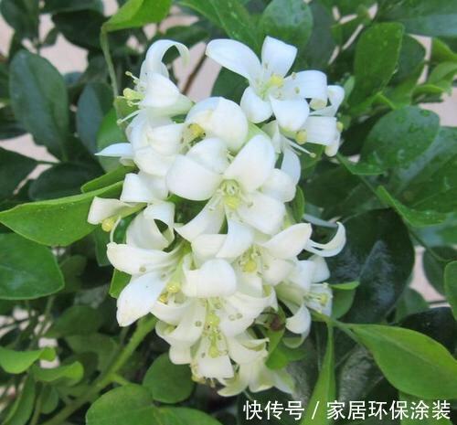  「室内」室内养3种“芳香植物”，叶子香、开花香喷喷，空气清新，睡眠好