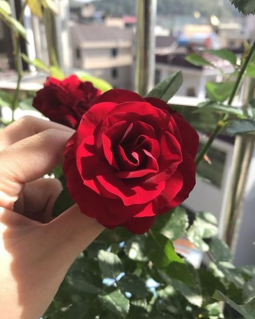  #朵花#家里养花必养此款花卉，四季常开花，一条枝百朵花，满屋花香四溢