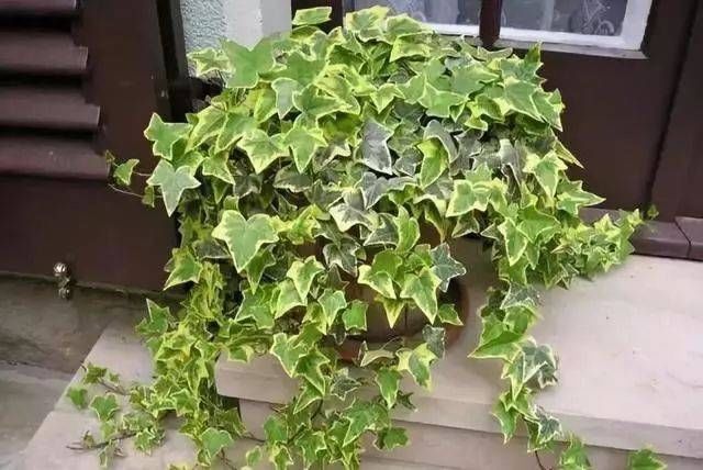 「越好」家里缺光也可以放心养的十种绿植,光越少长得越好