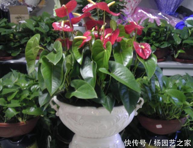 喜热■3种花卉“喜热”,温度再高也能养,摆阳台开花多,养1盆观赏!
