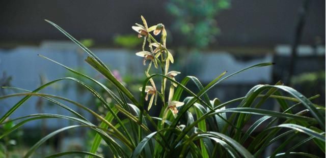  「种植」兰花根系怎么养？植料选择是关键，5种植料一篇看全