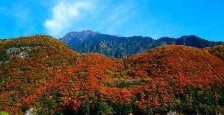 川陕交界的中国第一红叶山，此刻万山红遍，层林尽染宛若人间仙境