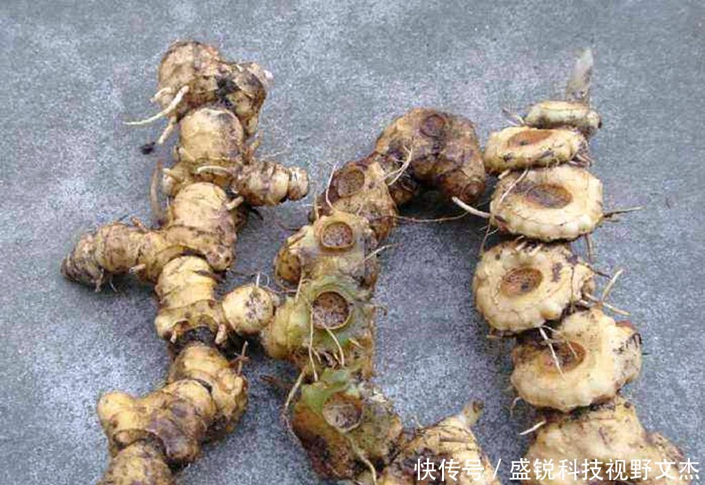  「黄精」我国一种植物野生很多，收购价格便宜卖价高，外国人想