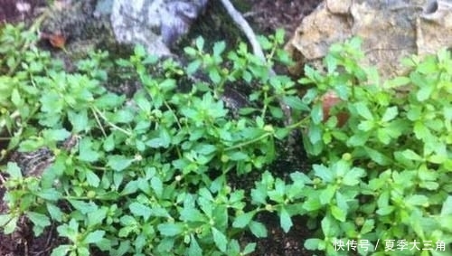  『养花久』1种野草，人称“鹅不食”，农民砍了当柴烧，殊不知，能治咳喘