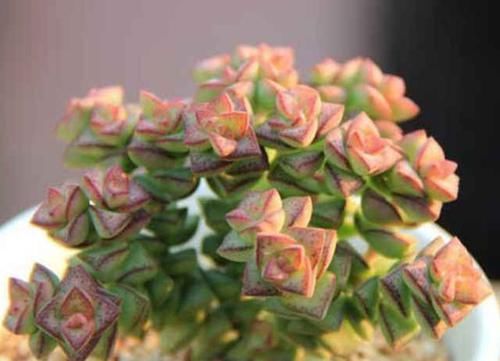  『小钱』钱串这样养护，让“小钱钱”节节高升