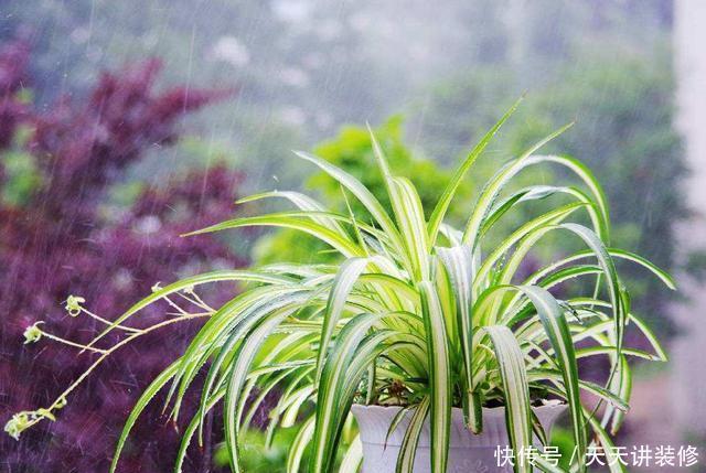 #种植#这几种花,名字带兰却不是兰,却依旧美得不像话