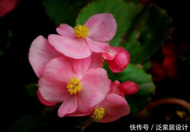  【艳丽】适合家养的3种花，花色艳丽人见人爱，一年四季开花不断，美极了