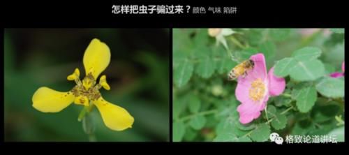  【一无所知】兰花是“骗子”？猪笼草是“坐便器”？或许你对植物的智慧一无所知