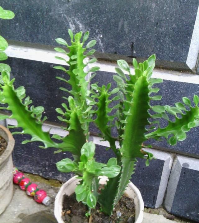  #短时间内就#3种“耐旱花”，1个月浇一次水，枝叶也能茂密旺盛，养花真省心！