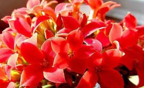  『懒人』懒人养这些花朵，花开枝繁叶茂，好养易爆盆，四季开化不断惹人爱