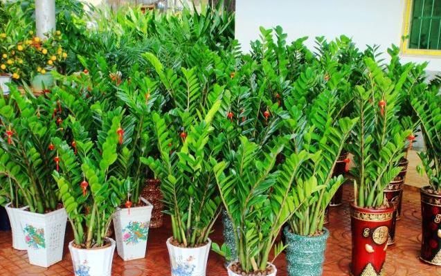  「枝繁叶茂」你的金钱树还生长吗?熟知这3点,蹭蹭长不停,枝繁叶茂