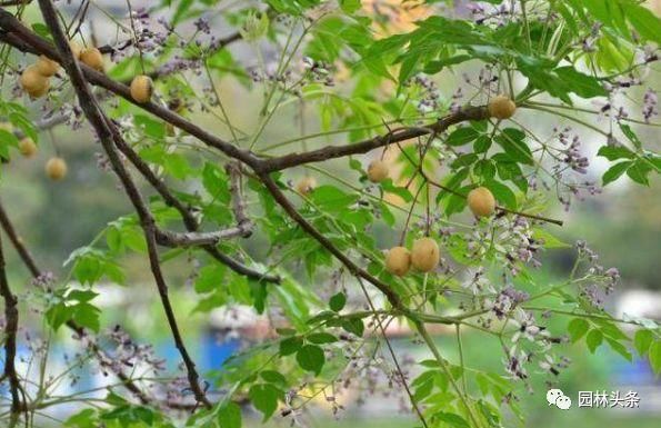 苦楝：这个乡土树种不一般，被誉为“可解决全球难题之树”