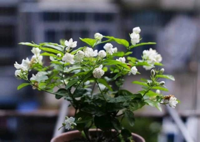  「花肥」吃完西瓜皮就扔？可惜它被制成了肥水，栀子花和茉莉花！