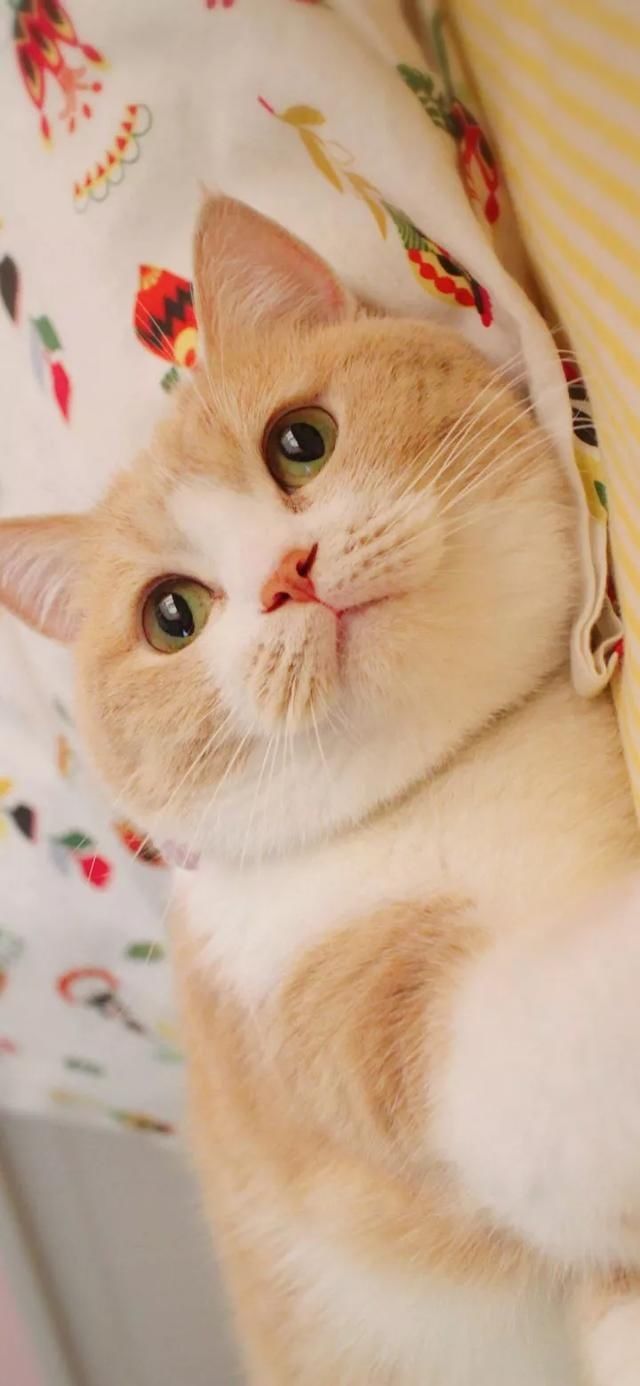  『星球』80张超可爱的猫咪壁纸丨我来自喵星球，来地球只是为了遇见你