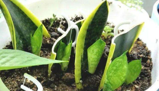 「搞定」4种一插就活的花,一片叶子就搞定,方法简单容易上手