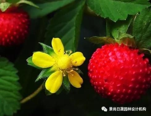  『适合』适合庭院种植的27种常用宿根花卉