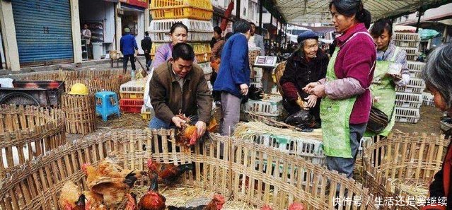 养鸡户真撑不住了，开始甩鸡，甩蛋！产蛋期蛋鸡直接送屠宰场