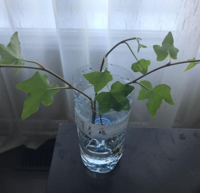  [枝条]徒长的枝条别浪费，栽土里就活，一周生根赚大了！