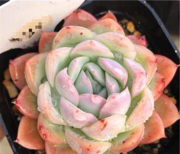  饱满：多肉叶子“扁瘪”，做到控水，晒太阳，叶子饱满的像大果冻
