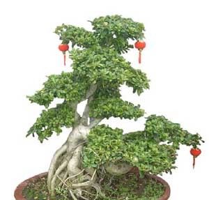  照好的地方：多肉没养多久就枯萎怎么办?老园丁告诉你,这才是多肉的浇水方式