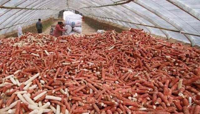  #烧火#农村人用来烧火的玉米芯，如今有人高价收购，为何价值如