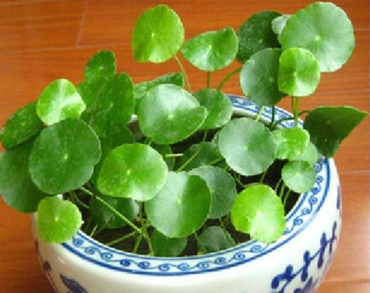  『有钱』?“有钱”的四种花，款款寓意吉祥，漂亮又芳香，天天好运来