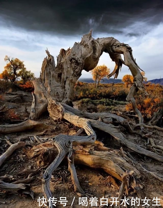 新疆醉美5大胡杨林，简直驶入童话世界，这份攻略请收下！