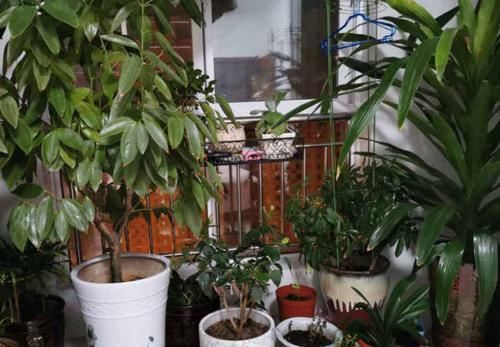 『花钱买』别只知道花钱买花,这三个方法分分钟子孙满堂,都没地下脚!