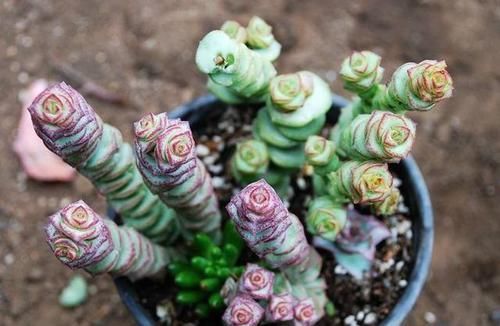  「放在」多肉植物可以放在卧室养吗，适当的时候可以，还是要晒晒太阳