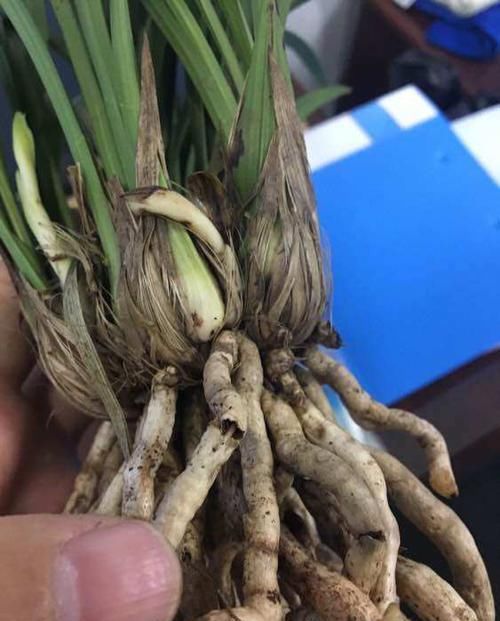 『把鹅卵石』上盆的兰花一个星期就黄叶,是正常退草还是腐烂,怪鹅卵石吗?