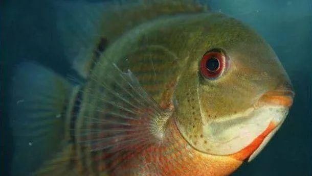  #水族市场上#美洲慈鲷之美，您细品