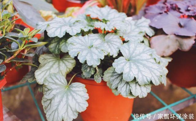 新手|3种花非常好养,开花硕大很漂亮,好养易活不操心,适合新手养护
