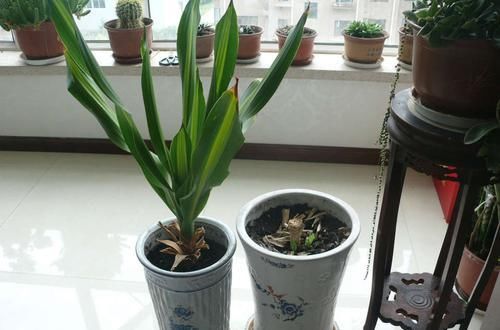  『适合』龙血树属观叶植物也门铁的2种扦插繁殖方式，总有1种方法适合你