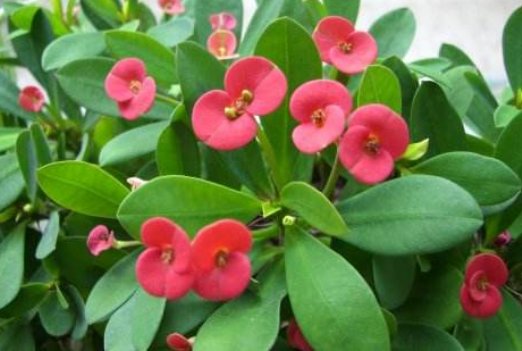  『迷人』芳菲四月，家养这几款小花，繁花锦簇，开成小花海，花朵烂漫迷人