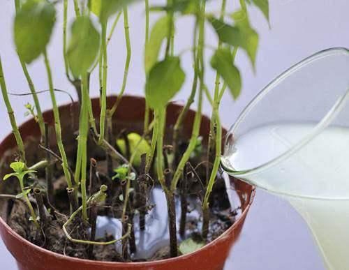  养护植物|家里盆栽花卉就用此种“肥水”浇灌,省钱又省力,效果一级棒